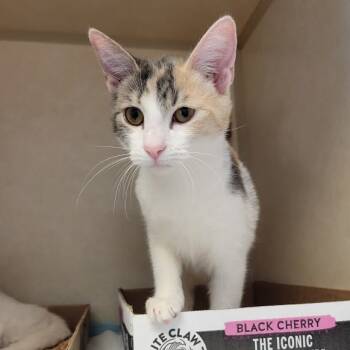 Rescue Domestic Short Hair Cats for Adoption in Westminster, California - Cookie Jar | PetCurious