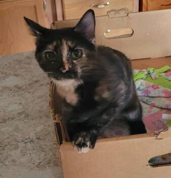 Rescue Domestic Short Hair Cats for Adoption in Fort Ripley, Minnesota - Cosmo | PetCurious