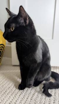 Domestic Short Hair Cats Available for Adoption in Frisco, Texas - Lucky Panther Kitty | PetCurious