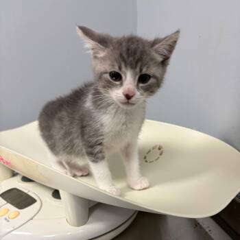 Domestic Medium Hair Cats Available for Adoption in Columbus, Georgia - Pearl Moon | PetCurious