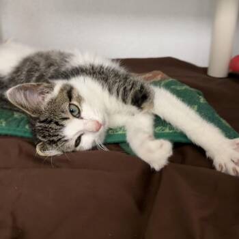 Samuel -  Domestic Short Hair Cat for Adoption in Dover, New Hampshire - Samuel | PetCurious
