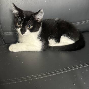 Rescue Tuxedo Cats for Adoption in Woodinville, Washington - Bandit | PetCurious