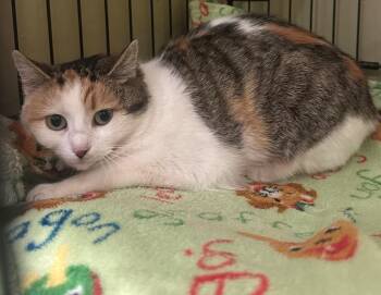 Domestic Short Hair Cats Available for Adoption in Westfield, New York - Kallie | PetCurious