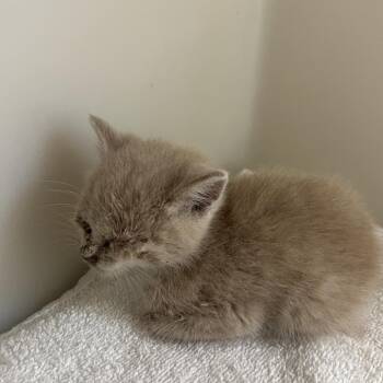 71221 -  Domestic Short Hair Cat for Adoption in Harrisonburg, Virginia - 71221 | PetCurious