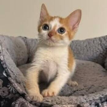 Rescue Domestic Short Hair Cats for Adoption in Hackett, Arkansas - Trua | PetCurious