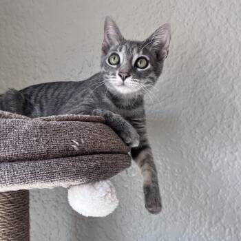 Dime Currie -  Domestic Short Hair Cat for Adoption in Morrison, Colorado - Dime Currie | PetCurious
