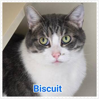 Biscuit -  Domestic Short Hair Cat for Adoption in North Saint Paul, Minnesota - Biscuit | PetCurious