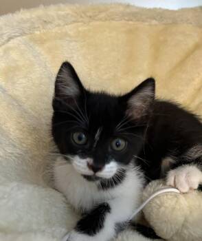 Domestic Short Hair Cats Available for Adoption in Lewis Center, Ohio - Sophie (Bridgerton Litter) | PetCurious