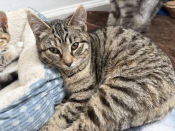 Domestic Short Hair Cats Available for Adoption - Monkey | PetCurious