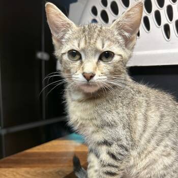 Rescue Domestic Short Hair Cats for Adoption in Sandy Springs, Georgia - Ava | PetCurious