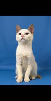 Felix -  Domestic Short Hair Cat for Adoption in Wheelersburg, Ohio - Felix | PetCurious