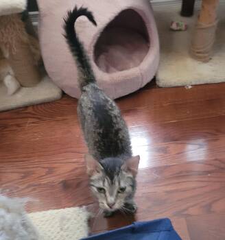 Rescue Domestic Short Hair Cats for Adoption in Ottawa, Ontario - Mousse  (f) 10mths Tabby | PetCurious