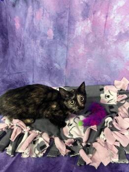 Ari (Pumpkin) -  Domestic Short Hair Cat for Adoption in Dayton, Minnesota - Ari (Pumpkin) | PetCurious