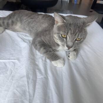 Leoni -  Domestic Short Hair Cat for Adoption - Leoni | PetCurious