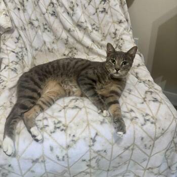 Leonardo DiCatrio -  Manx Cat for Adoption in Liverpool, Texas - Leonardo DiCatrio | PetCurious
