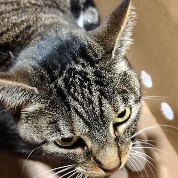 Kiwi -  Domestic Short Hair Cat for Adoption in Tampa, Florida - Kiwi | PetCurious