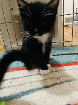 Rescue Domestic Short Hair and Bombay Cats for Adoption - Wednesday | PetCurious