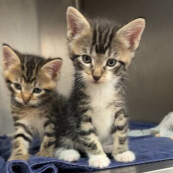 Sadie -  Domestic Short Hair Cat for Adoption in Manhattan, Kansas - Sadie | PetCurious
