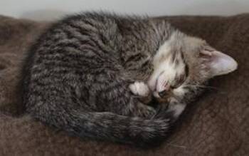 Spearmint -  Tabby Cat for Adoption in Raleigh, North Carolina - Spearmint | PetCurious