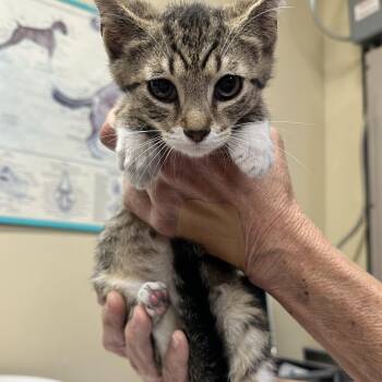 Octavia & Nero -  Domestic Short Hair Cat for Adoption in Clifton, New Jersey - Octavia & Nero | PetCurious
