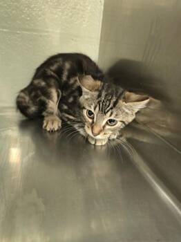 IVY -  Domestic Short Hair Cat for Adoption in Rancho Cucamonga, California - IVY | PetCurious