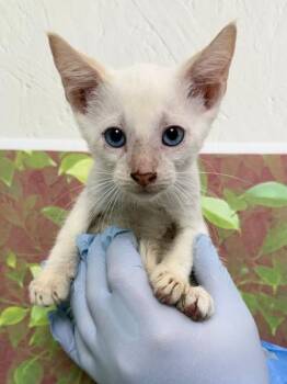 Joe -  Domestic Short Hair Cat for Adoption in San Antonio, Texas - Joe | PetCurious