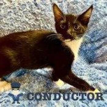 Conductor -  Domestic Short Hair Cat for Adoption in Newport, Kentucky - Conductor | PetCurious