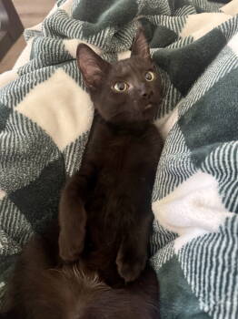 Rescue Domestic Short Hair Cats for Adoption in Rosenberg, Texas - Brandon | PetCurious