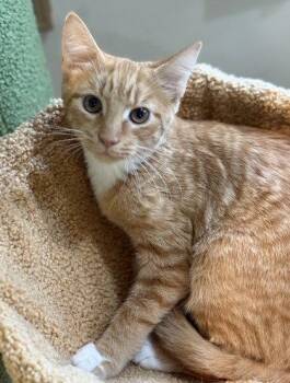 Zephyrus -  Domestic Short Hair Cat for Adoption in Midland, Virginia - Zephyrus | PetCurious