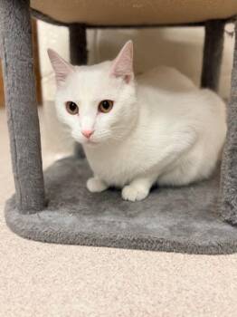 Snowball -  Domestic Short Hair Cat for Adoption in Madison, Georgia - Snowball | PetCurious