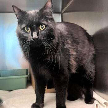 Domestic Medium Hair Cats Available for Adoption - Shade | PetCurious