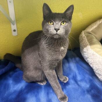 Thunder Storm aka Smokey -  Domestic Short Hair Cat for Adoption in Fresno, California - Thunder Storm Aka Smokey | PetCurious