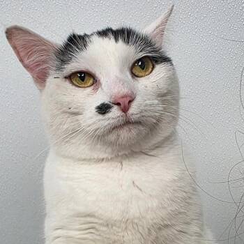 Priscilla -  Domestic Short Hair Cat Available for Adoption in Abilene, Texas - Priscilla | PetCurious