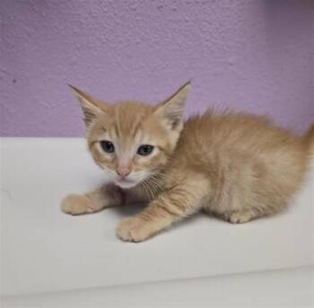 61142739 -  Domestic Short Hair Cat for Adoption in El Paso, Texas - 61142739 | PetCurious