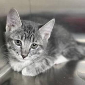 Kitten (2) 07/21/2026 -  Domestic Short Hair Cat for Adoption in Bullhead City, Arizona - Kitten (2) 07/21/2026 | PetCurious