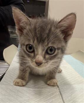 PERSIAN -  Domestic Short Hair Cat for Adoption in Baytown, Texas - PERSIAN | PetCurious