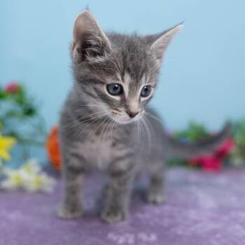 Yoshi -  Domestic Short Hair Cat for Adoption in Durham, North Carolina - Yoshi | PetCurious