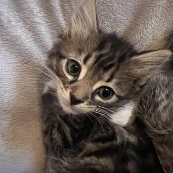Pineapple -  Domestic Medium Hair Cat for Adoption in Ruckersville, Virginia - Pineapple | PetCurious