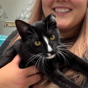 Sandy -  Domestic Short Hair Cat for Adoption in Nashville, Tennessee - Sandy | PetCurious