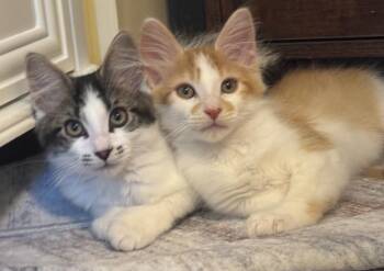 Pumpkin / Eli -  Domestic Short Hair Cat for Adoption in Minneapolis, Minnesota - Pumpkin / Eli | PetCurious