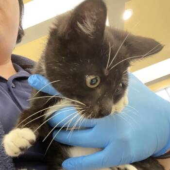 72683 -  Domestic Short Hair Cat for Adoption in Harrisonburg, Virginia - 72683 | PetCurious