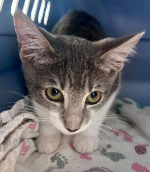 Spade -  Domestic Short Hair Cat for Adoption in Cumming, Georgia - Spade | PetCurious
