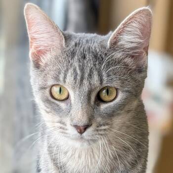 Domestic Short Hair Cats Available for Adoption - Demi-Leigh | PetCurious