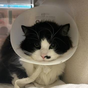 Domestic Long Hair Cats Available for Adoption - Blue | PetCurious