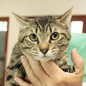 Domestic Short Hair Cats Available for Adoption in Slidell, Louisiana - Chopper | PetCurious