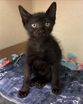 Carhartt -  Domestic Short Hair Cat for Adoption in Bellevue, Washington - Carhartt | PetCurious