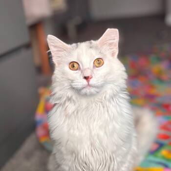 Domestic Long Hair Cats Available for Adoption in Nashville, Indiana - Marvin | PetCurious