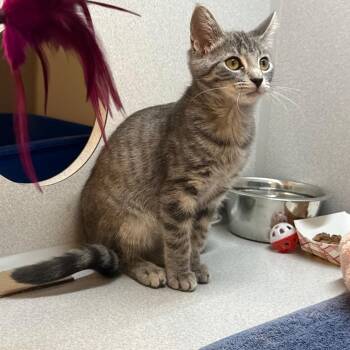 Alice -  Domestic Short Hair Cat for Adoption in Pittsburgh, Pennsylvania - Alice | PetCurious