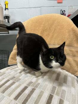 Domestic Short Hair Cats Available for Adoption - Jazz *DECLAWED* | PetCurious