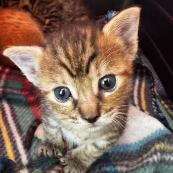 Blossom -  Domestic Short Hair Cat for Adoption in Keizer, Oregon - Blossom | PetCurious